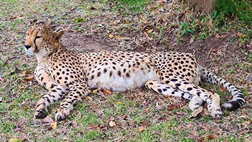 Ghepardo all'Emdoneni Lodge with Cheetah Project
